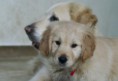/album/dogs/dsc05438-jpg/