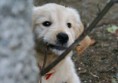 /album/dogs/dsc05483-jpg/