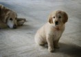 /album/dogs/dsc05562-jpg/