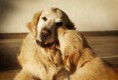 /album/dogs/dsc05696-jpg/