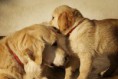 /album/dogs/dsc05701-jpg/