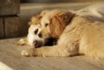 /album/dogs/dsc05703-jpg/