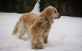 /album/dogs/dsc05840-jpg/