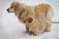 /album/dogs/dsc05846-jpg/