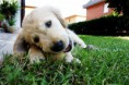 /album/dogs/dsc07374-jpg/