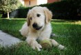 /album/dogs/dsc07376-jpg/