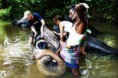 /album/sri-lanka/elephant-w-jpg/