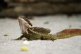 /album/costa-rica/dsc04387w-jpg/